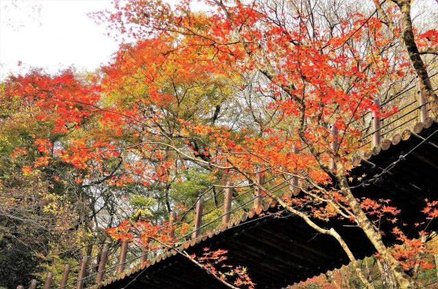 花貫渓谷 国道461号