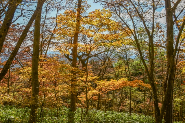 八溝山 県道248号