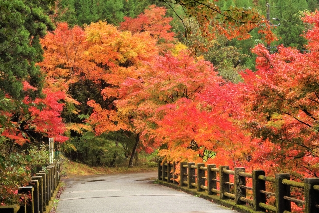 大芦渓谷・古峯ヶ原 県道58号
