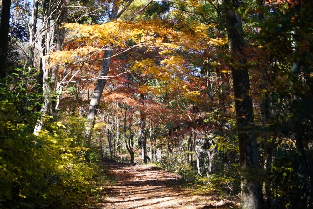 愛知県民の森 国道151号