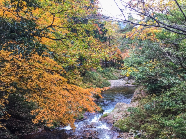 匹見峡 国道488号 (往復のみ・県境不通)