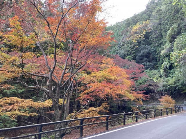 対馬 舟志のもみじ街道