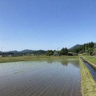 玄米