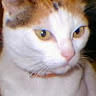 ねこ